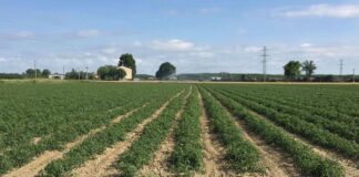 Pomodoro da industria: raggiunto l’accordo quadro di campagna nel bacino nord.