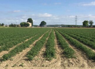 Pomodoro da industria: raggiunto l’accordo quadro di campagna nel bacino nord.