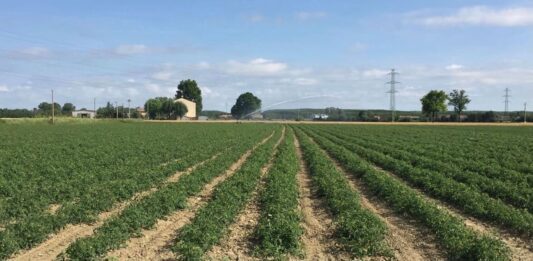Pomodoro da industria: raggiunto l’accordo quadro di campagna nel bacino nord.