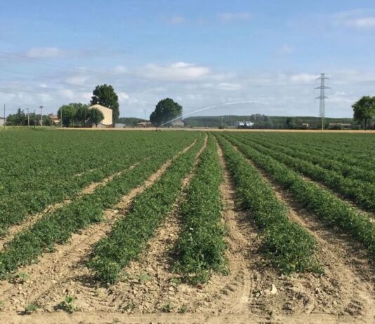 Pomodoro da industria: raggiunto l’accordo quadro di campagna nel bacino nord.