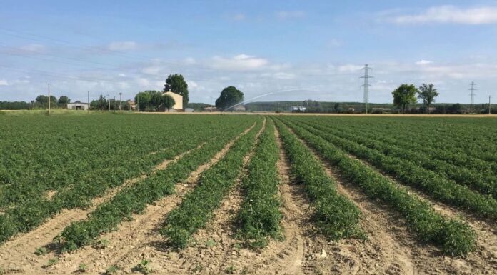 Pomodoro da industria: raggiunto l’accordo quadro di campagna nel bacino nord.