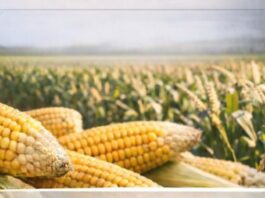 Come si costruisce il mercato: domande sul mais