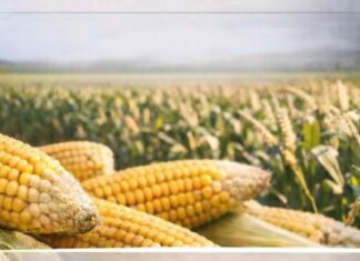 Come si costruisce il mercato: domande sul mais