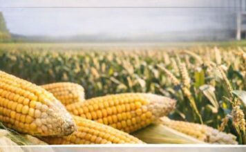 Come si costruisce il mercato: domande sul mais