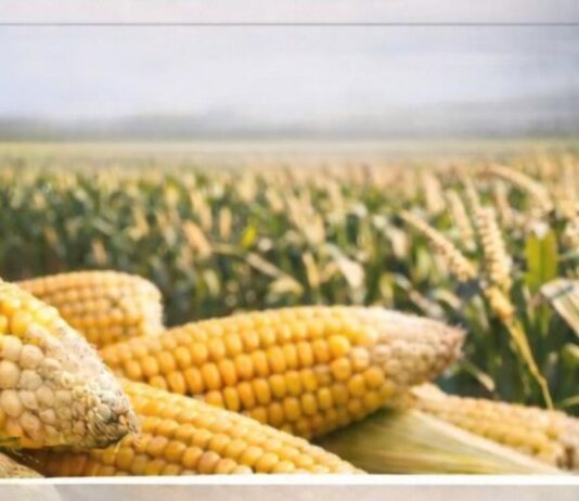 Come si costruisce il mercato: domande sul mais