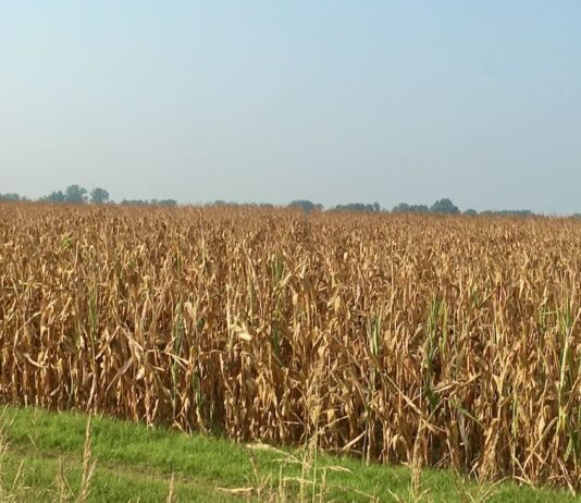 “Cereali e dintorni”. Dopo le fermate, l’impennata.