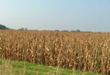 Cereali e dintorni”. Gli USA in difficoltà.