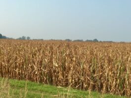 Cereali e dintorni”. Gli USA in difficoltà.