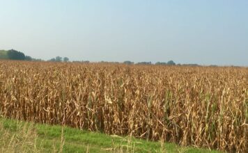 Cereali e dintorni”. Gli USA in difficoltà.