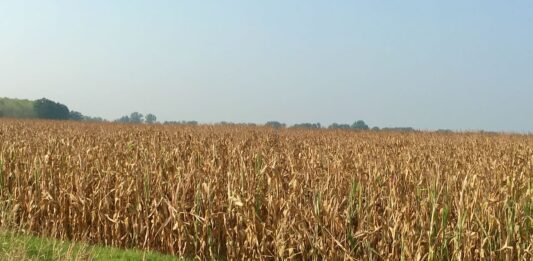 Cereali e dintorni”. Gli USA in difficoltà.