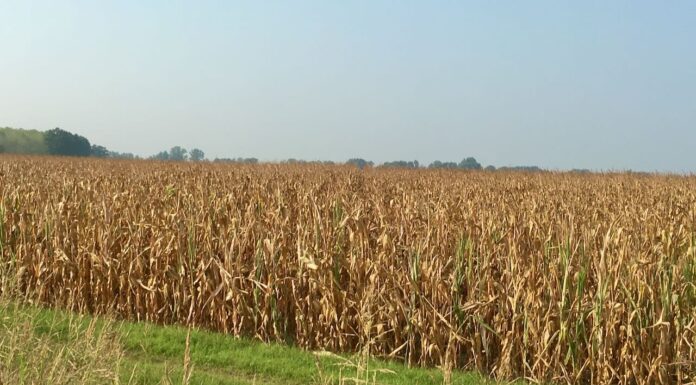 Cereali e dintorni”. Gli USA in difficoltà.