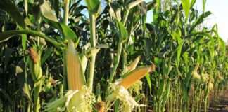 “Cereali e dintorni”. La “pace” questa sconosciuta.