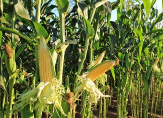 “Cereali e dintorni”. La “pace” questa sconosciuta.