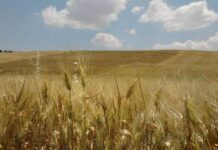 Molino Grassi NEWS. Mercato cerealicolo condizionato dalle guerre.