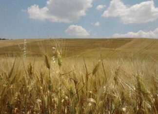 Molino Grassi NEWS. Mercato cerealicolo condizionato dalle guerre.