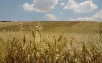 “Cereali e dintorni”. Farina di soia in crisi.