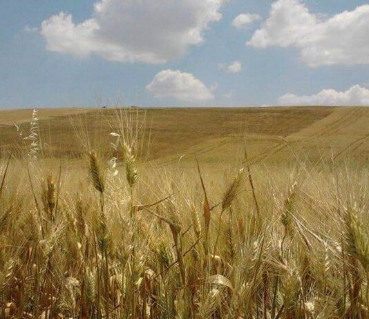 Molino Grassi NEWS. Mercato cerealicolo condizionato dalle guerre.