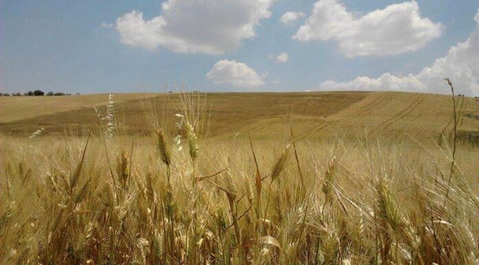 “Cereali e dintorni”. Farina di soia in crisi.