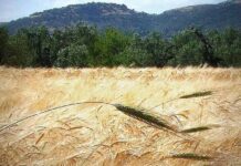 “Cereali e dintorni”. Nuovo colpo di coda dei mercati.