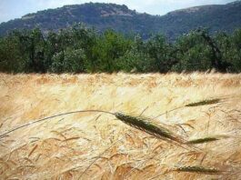 “Cereali e dintorni”. Nuovo colpo di coda dei mercati.