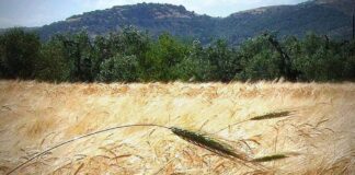 “Cereali e dintorni”. Nuovo colpo di coda dei mercati.