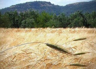 “Cereali e dintorni”. Nuovo colpo di coda dei mercati.