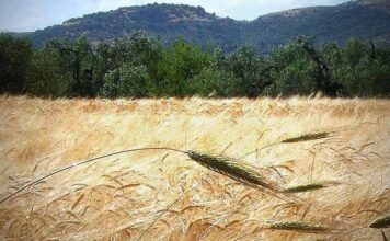 “Cereali e dintorni”. Nuovo colpo di coda dei mercati.