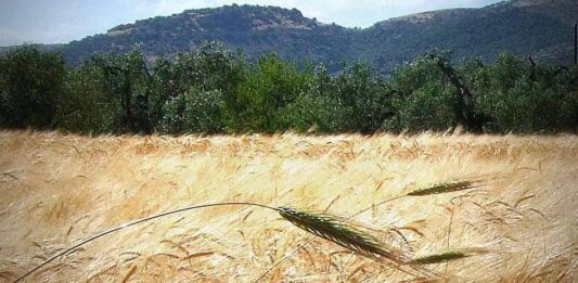 “Cereali e dintorni”. Nuovo colpo di coda dei mercati.