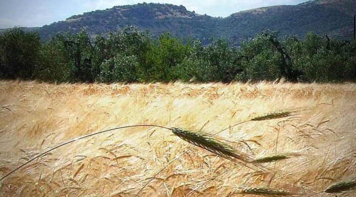 “Cereali e dintorni”. Nuovo colpo di coda dei mercati.