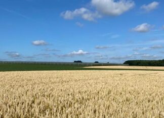 “Cereali e dintorni”. Nuova guerra nuove variazioni