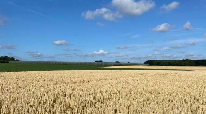 “Cereali e dintorni”. Nuova guerra nuove variazioni