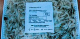 Solfiti oltre i limiti nei gamberi bianchi congelati richiamati dal mercato: ecco marchio, lotto e rischi per la salute.