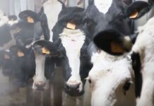 Sottoscritto accordo di collaborazione tra UniCredit e AGEA per semplificare l’accesso al credito delle imprese agricole