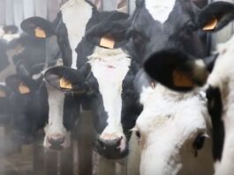 Sottoscritto accordo di collaborazione tra UniCredit e AGEA per semplificare l’accesso al credito delle imprese agricole