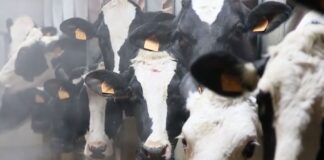 Sottoscritto accordo di collaborazione tra UniCredit e AGEA per semplificare l’accesso al credito delle imprese agricole