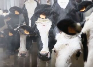 Sottoscritto accordo di collaborazione tra UniCredit e AGEA per semplificare l’accesso al credito delle imprese agricole