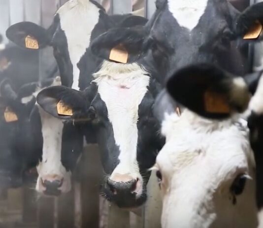 Sottoscritto accordo di collaborazione tra UniCredit e AGEA per semplificare l’accesso al credito delle imprese agricole