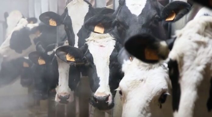 Sottoscritto accordo di collaborazione tra UniCredit e AGEA per semplificare l’accesso al credito delle imprese agricole
