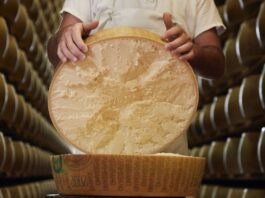 Parmigiano Reggiano: la scienza dimostra che la lavorazione della DOP consente un’attivazione totale dei virus dell’influenza aviaria