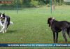 Pet News – Cani, mantenerli può costare fino a mille euro l’anno – (video)