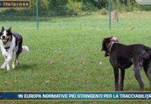 Pet News – Cani, mantenerli può costare fino a mille euro l’anno – (video)