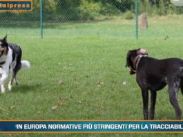 Pet News – Cani, mantenerli può costare fino a mille euro l’anno – (video)