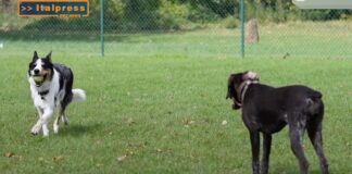 Pet News – Cani, mantenerli può costare fino a mille euro l’anno – (video)