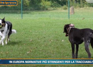 Pet News – Cani, mantenerli può costare fino a mille euro l’anno – (video)
