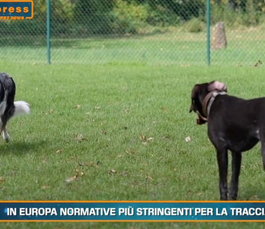 Pet News – Cani, mantenerli può costare fino a mille euro l’anno – (video)