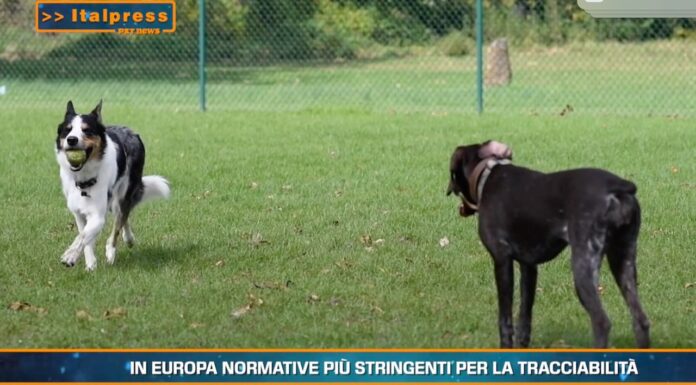 Pet News – Cani, mantenerli può costare fino a mille euro l’anno – (video)