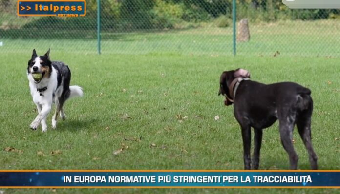 1 petnews 11mag26 6