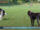 Pet News – Cani, mantenerli può costare fino a mille euro l’anno – (video)