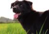 Pet News – Dog Lovers Day – (video)