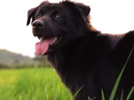 Pet News – Dog Lovers Day – (video)